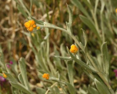 Chrysocephalum apiculatum