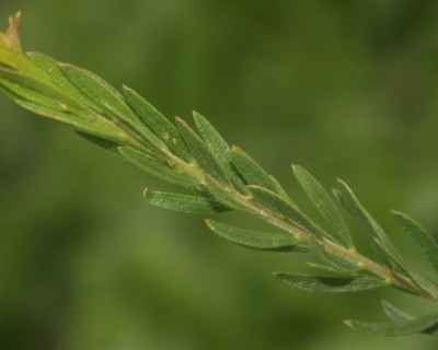Acacia lineata
