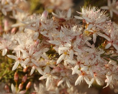 Calytrix tetragona