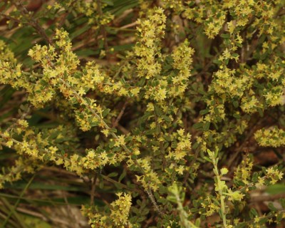 Phyllanthus occidentalis