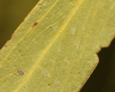 Acacia deformis