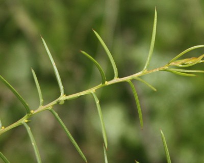 Acacia genistifolia