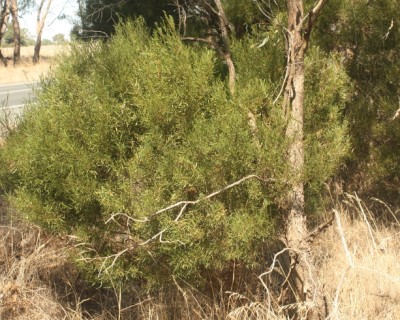 Acacia montana