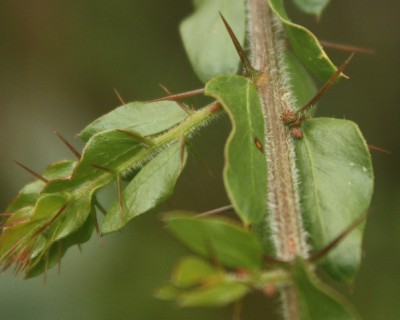 Acacia paradoxa